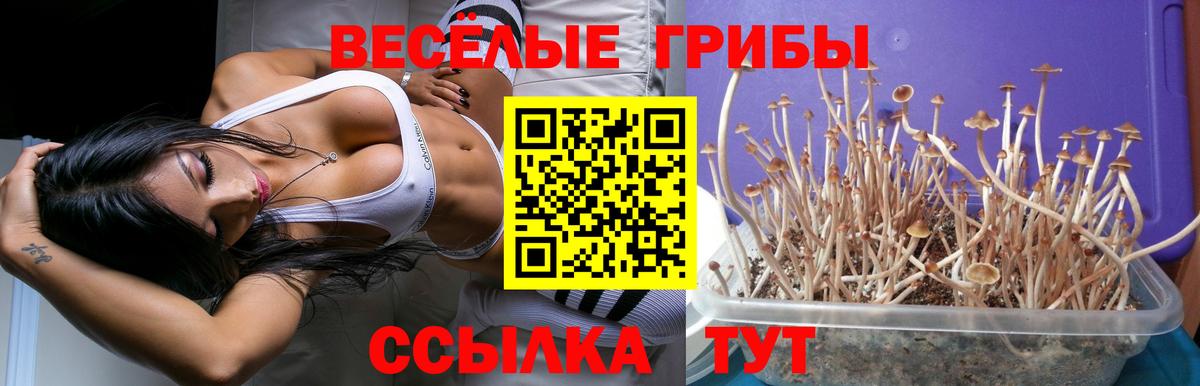Псилоцибиновые грибы прущие грибы  Вход с VPN  Верхняя Пышма 